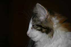 Pia Mia - 6th November 2006